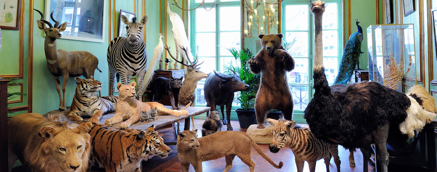 Deyrolle - best paris shops